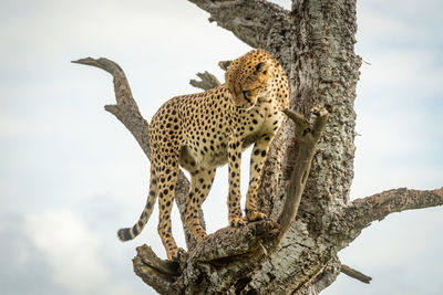 Cheetah stands in dead tree staring down