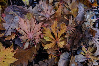 Close-up of maple leaves