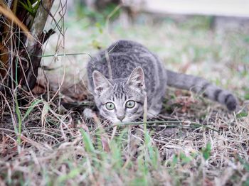 Portrait of a cat on field