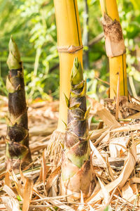 Close-up of bamboo shoots 