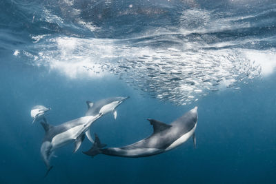 Fish swimming in sea