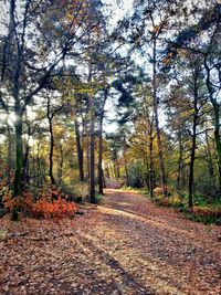 Road amidst trees against sky during autumn