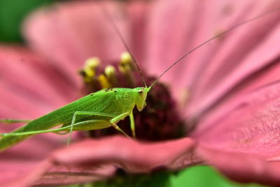 Close-up of grasshopper on leaf