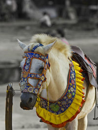 Close-up of horse tied up