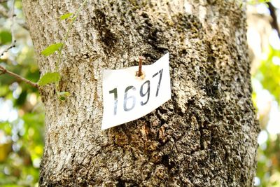 Close-up of sign on tree trunk