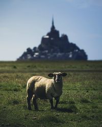 Sheep in a field