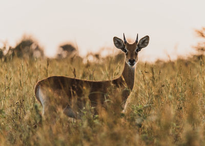 Portrait of antelope on field
