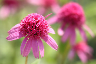 Close-up of pink flowering plant in park