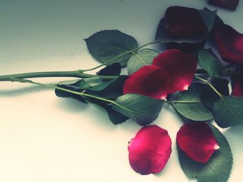 Close-up of red rose on table