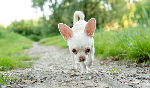 Portrait of dog standing by plants