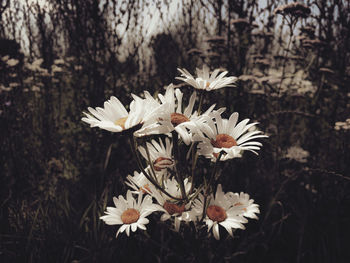 Close-up of white flowering plant