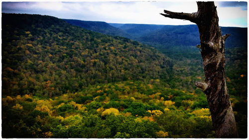 Scenic view of forest