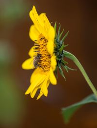 Close-up of bee on yellow flower