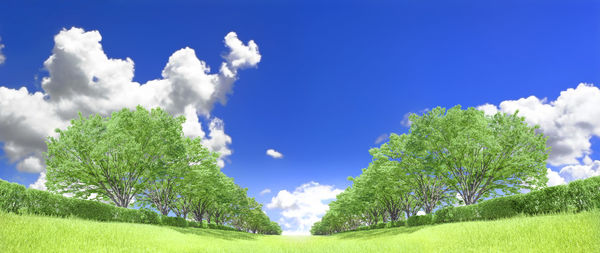 Low angle view of trees against blue sky