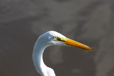 Close-up of a bird