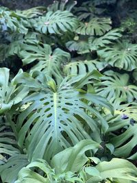 Full frame shot of green leaves