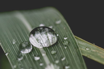 Close-up of raindrops on leaf 
