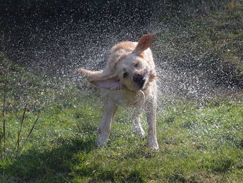 Dog with ball in mouth