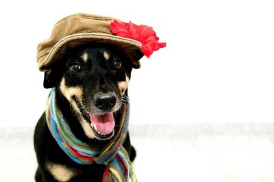 Portrait of australian kelpie wearing cap at home