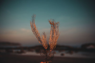 Close-up of plant at beach against sky during sunset
