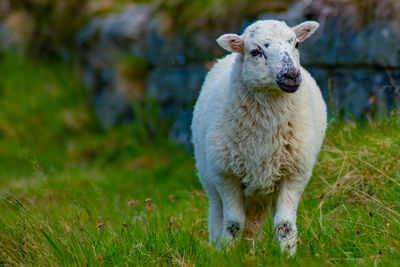 Portrait of sheep on field