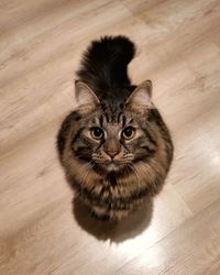 High angle view of cat on hardwood floor