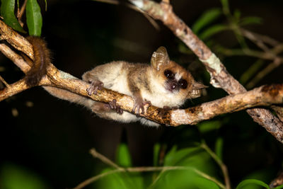 Close-up of a squirrel on tree