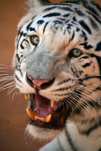 Close-up of snarling white tiger