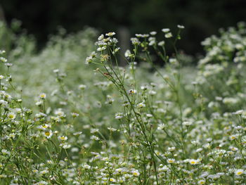 Close-up of flowering plants on field