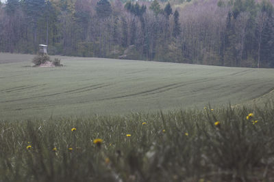 Scenic view of flowering trees on field