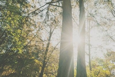 Low angle view of sunlight streaming through trees