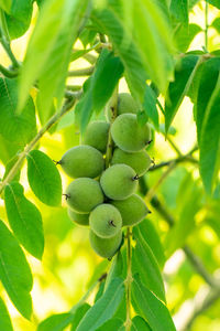 Close-up of berries growing on tree