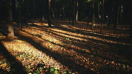 Trees on grassy field