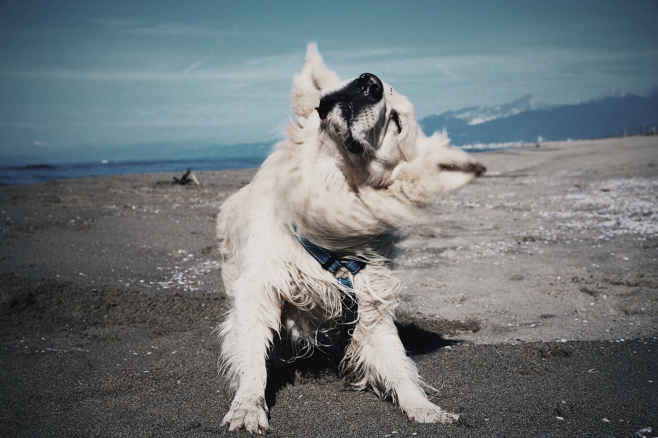 one animal, pets, animal themes, domestic animals, mammal, beach, dog, sea, sand, sky, shore, water, sunlight, sitting, relaxation, full length, horizon over water, nature, day, outdoors