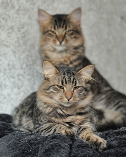 Portrait of cats resting