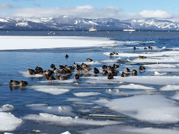 Flock of birds on frozen lake against sky