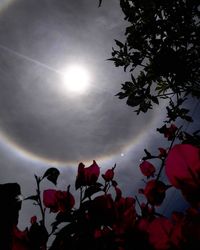 Low angle view of flower tree against sky