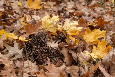 High angle view of autumnal leaves