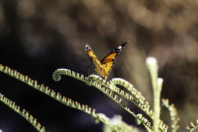 Close-up of butterfly pollinating flower