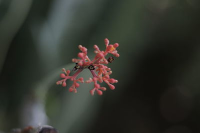 Close-up of pink flowers growing on plant