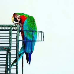 Low angle view of bird perching on blue against clear sky