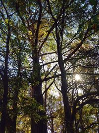 Low angle view of trees