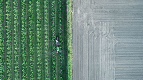 Full frame shot of rice paddy