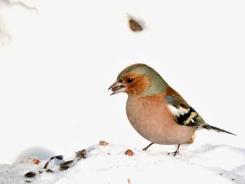 Side view of bird in the snow