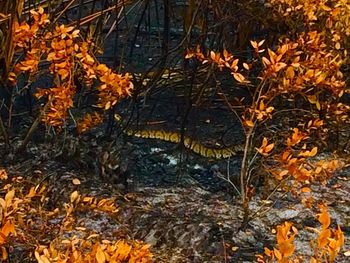 Close-up of autumn leaves in forest