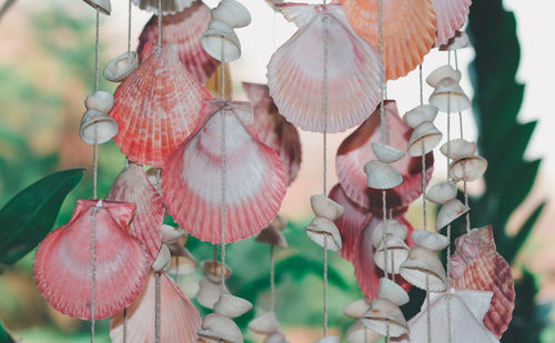 Close-up of pink flowers hanging on plant