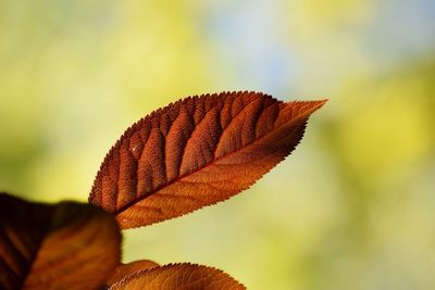 Close-up of autumn leaf