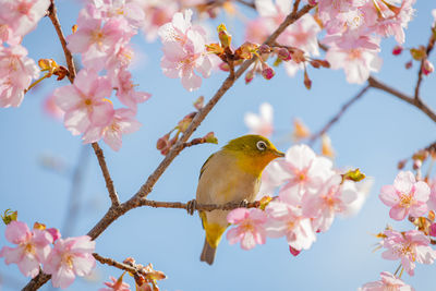High angle view of white-eye bird perching on cherry blossom