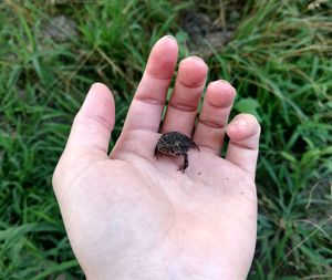 Close-up of hand holding small