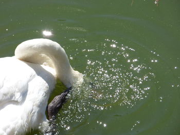 Close-up of swan swimming in lake